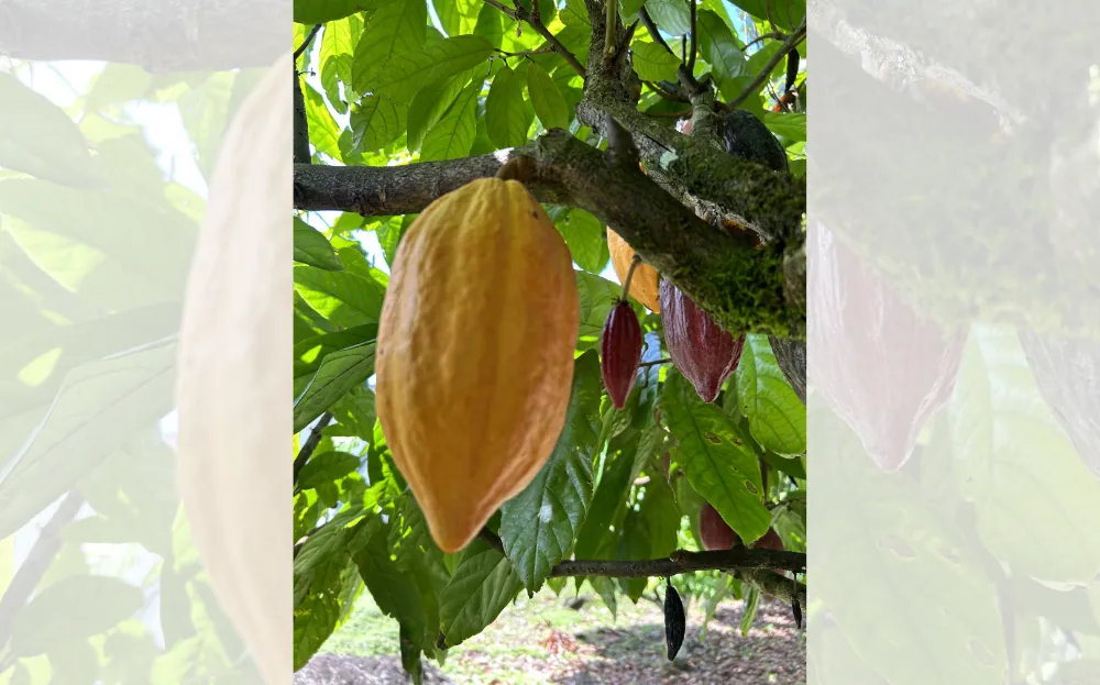 Fazenda de cacau em Ilhéus com frutos de cacau no pé