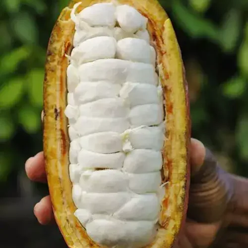 viagem-para-ilheus-1